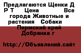 Предлагаются Щенки Д.Р.Т.  › Цена ­ 15 000 - Все города Животные и растения » Собаки   . Пермский край,Добрянка г.